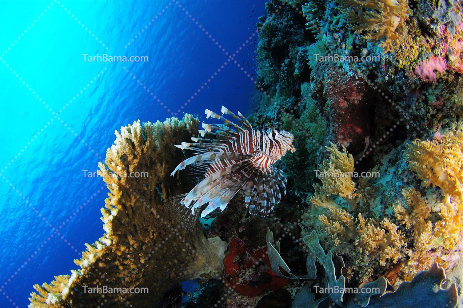 تصاویر جانوران دریایی